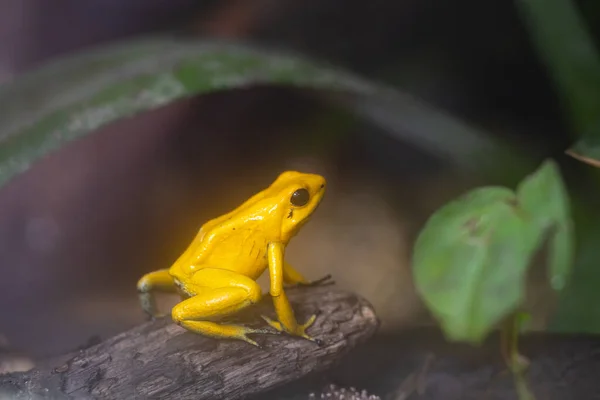 Imagen Cerca Golden Dart Frog Phyllobates Terribilis — Foto de Stock