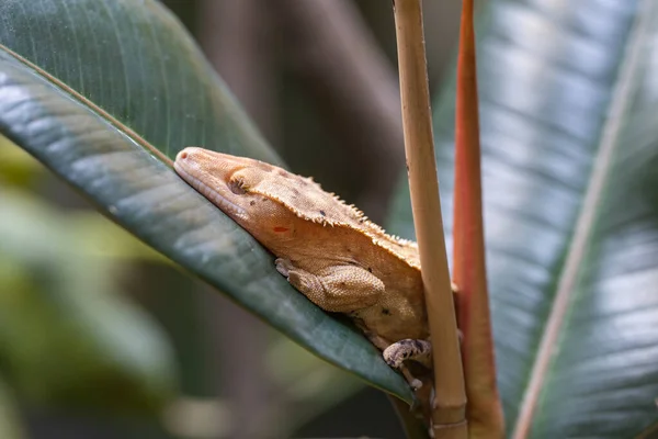 Imagem Close Eyelash Gecko Correlophus Ciliatus — Fotografia de Stock