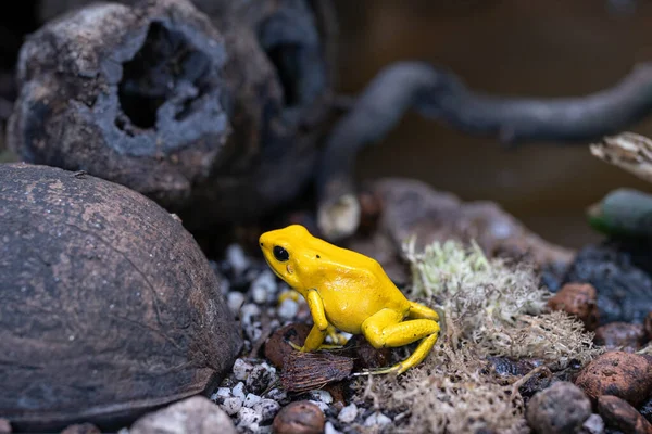 Imagem Close Golden Dart Frog Phyllobates Terribilis — Fotografia de Stock