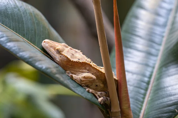 Detailní Záběr Řasy Gecko Correlophus Ciliatus — Stock fotografie