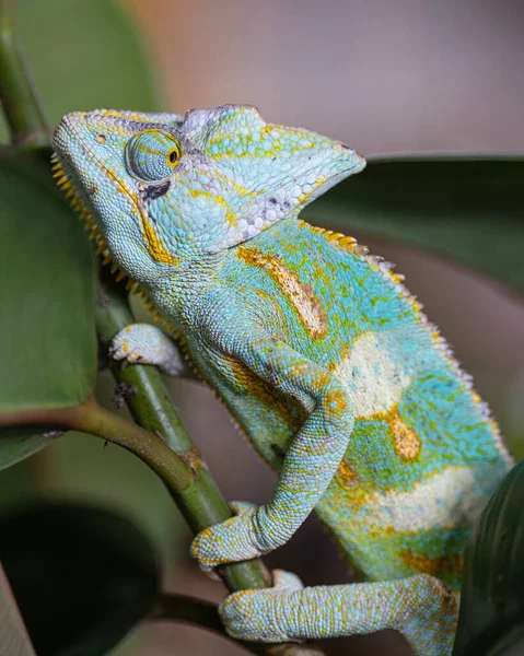 Detailní Záběr Jemenského Chameleonu Chamaeleo Calyptratus — Stock fotografie