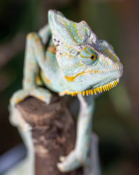Zbliżenie Obrazu Kameleona Jemeńskiego Chamaeleo Calyptratus — Zdjęcie stockowe
