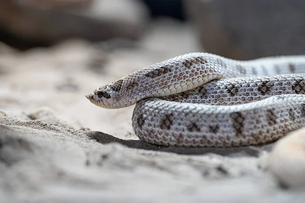 テキサス ホッグ ノーズ スネークのクローズアップ画像 Heterodon Nasicus ストック画像