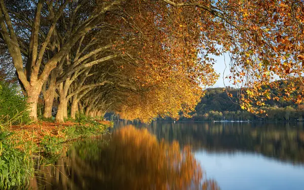 バルデニー湖 エッセン ドイツの湖の正面に秋の色の有名な飛行機の木 — ストック写真