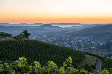 Sonbaharda bağların panoramik görüntüsü, Ahr, Rhineland-Palatinate, Almanya