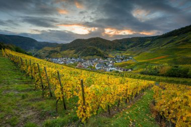 Sonbaharda Mayschoss, Ahr, Rhineland-Palatinate, Almanya yakınlarındaki vinyard panoramik görüntüsü