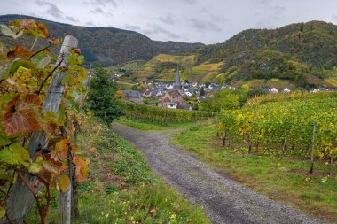 Sonbaharda Mayschoss, Ahr, Rhineland-Palatinate, Almanya yakınlarındaki vinyard panoramik görüntüsü