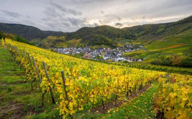 Sonbaharda Mayschoss, Ahr, Rhineland-Palatinate, Almanya yakınlarındaki vinyard panoramik görüntüsü