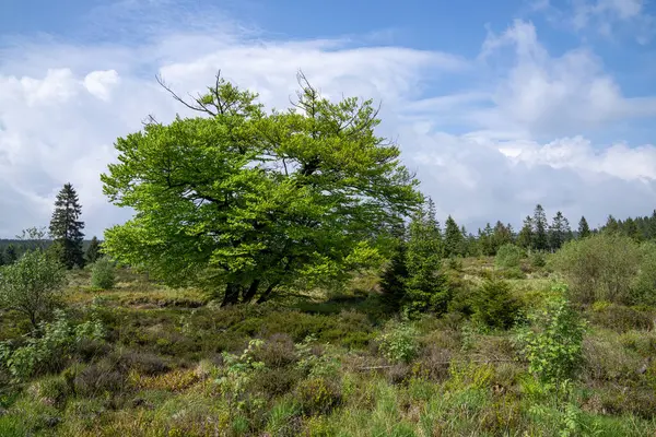 stock image Panoramic landscape of High Fens during springtime, Belgium, Europe