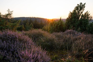 Güzel Heather manzarasının panoramik görüntüsü, Eifel, Rhineland-Palatinate, Almanya