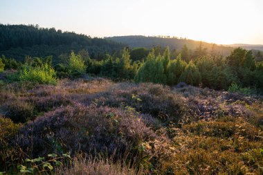 Panoramic image of beautiful heather landscape, Eifel, Rhineland-Palatinate, Germany clipart