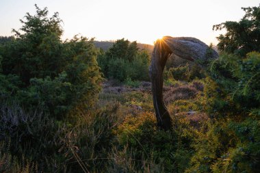 Güzel Heather manzarasının panoramik görüntüsü, Eifel, Rhineland-Palatinate, Almanya