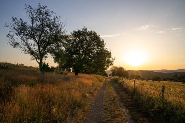 Güzel Heather manzarasının panoramik görüntüsü, Eifel, Rhineland-Palatinate, Almanya