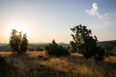 Güzel Heather manzarasının panoramik görüntüsü, Eifel, Rhineland-Palatinate, Almanya