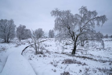 Panoramic landscape of High Fens during winter, Belgium, Europe clipart