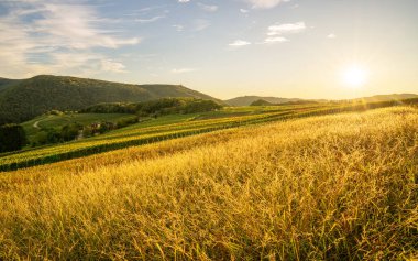 Sonbaharda vinyard; Dernau; Ahr; Rhineland-Palatinate; Almanya