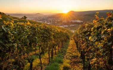 Sonbaharda vinyard panoramik görüntü; Bad Neuenahr; Ahr; Rhineland-Palatinate; Almanya
