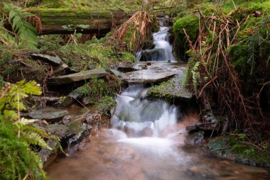 Küçük derenin panoramik görüntüsü, Eifel, Rhineland-Palatinate, Almanya
