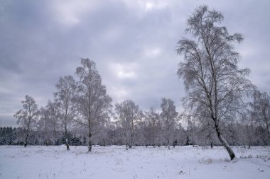 Kışın panoramik görüntüsü, Eifel, Kuzey Ren Vestfalyası, Almanya