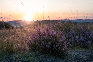Güzel manzaranın panoramik görüntüsü, Eifel, Rhineland-Palatinate, Almanya