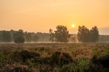 Güneş doğarken Köln 'e yakın Wahner Heather' ın panoramik görüntüsü, Bergisches Toprakları, Kuzey Ren Vestfalyası, Almanya