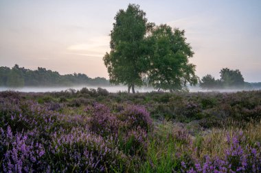 Güneş doğarken Köln 'e yakın Wahner Heather' ın panoramik görüntüsü, Bergisches Toprakları, Kuzey Ren Vestfalyası, Almanya