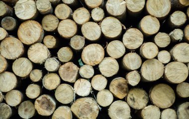 Bir yığın tahta kütük, kesilmiş ve istiflenmiş büyük ağaç gövdeleri. Ormanda kesilmiş bir yığın çam ağacı kütüğü. Ekolojik Hasar. Ormanların tahrip edilmesinin Avrupa 'nın Evergreen Ormanları üzerindeki etkisi.