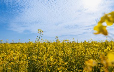 Çiçek açmış mavi gökyüzündeki tecavüz alanı