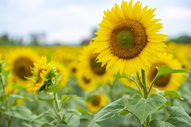 bir ayçiçeği tarlası
