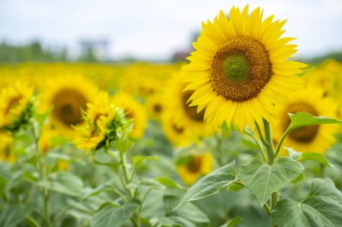bir ayçiçeği tarlası