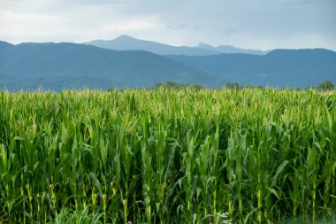 a field of green, young corn against a background of sky and mountains
