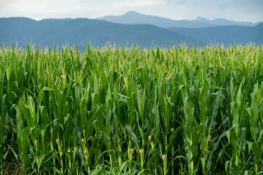 a field of green, young corn against a background of sky and mountains