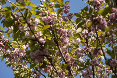 Bahçede güzel bahar çiçekleri