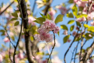 Bahçedeki güzel pembe çiçekler