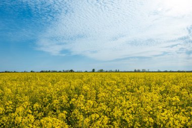 Çiçek açmış mavi gökyüzündeki tecavüz alanı