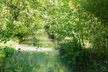 the forest with green trees in the water