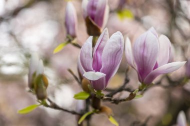 Manolya çiçekleri kapanıyor, bahar arkaplanı