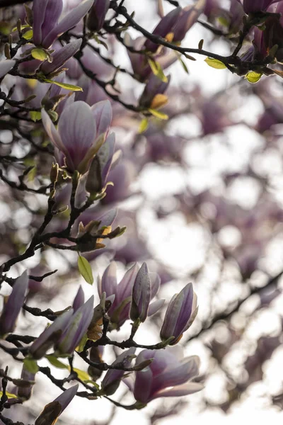 Квіти Магнолії Навесні — стокове фото