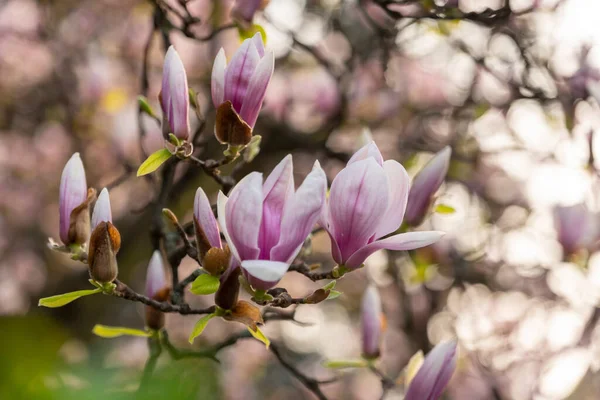 春のマグノリアの木の花 — ストック写真