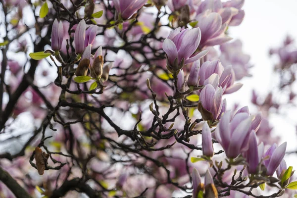 春のマグノリアの木の花 — ストック写真
