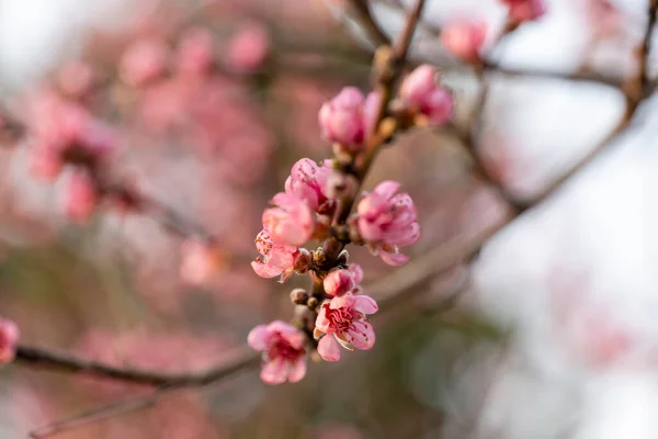 木の枝にピンクの花を咲かせます — ストック写真