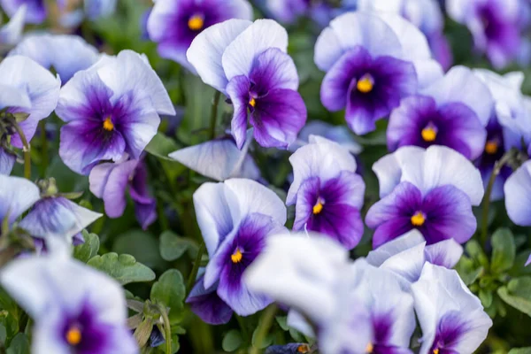 Purple Pansies Flowers Garden — Stock Photo, Image