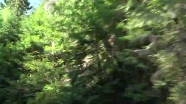 Forest, Wood Road Traraffic, Pov Tracking Car, Auto Window View, Doğa