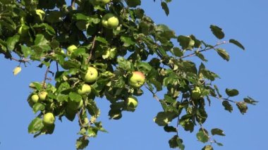 Apple Trees in Orchard, Branches Apple, Agriculture View, Healthy Growing Fruits in Blue Sky at Countryside, Gardening in Summer