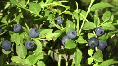 Huckleberry Bush in Wood, Berries, Forest Fruit in Mountains, Wild Bilberries, Blueberries, Huckleberries, Vaccinium Corymbosum