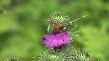 Flying Butterfly Insects Collecting Pollen on Thorns Flower, Bee Pollinating Thistles, Mountains Desert Medicine Plants