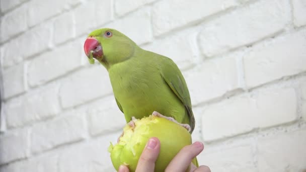 Παπαγάλος Τρώει Μήλο Alexandrine Parakeet Bird Τρώει Φρούτα Παιδί Παιδί — Αρχείο Βίντεο