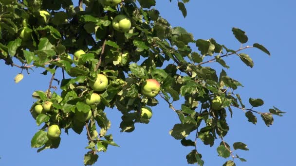 Apple Trees Orchard Branches Apple Agriculture View Healthy Growing Fruits — 图库视频影像