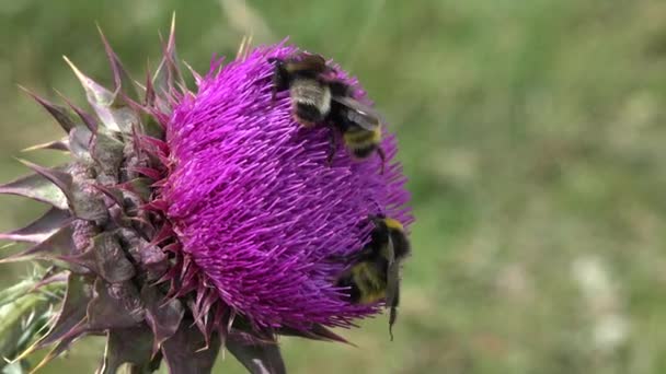 Flying Bumble Bees Insetti Raccolta Polline Spine Fiore Cardi Impollinatori — Video Stock