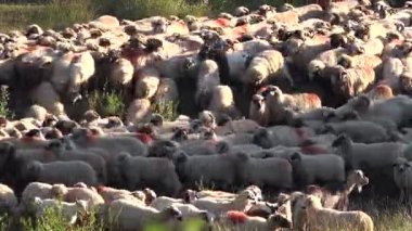 Sheep in Mountains, Farming, Herding Flock of Lambs Grazing Hill, Shepherd Domestic Animals, Pastoral View
